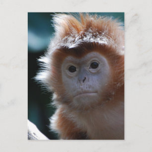 Niedlich Red Langur Monkey Postkarte
