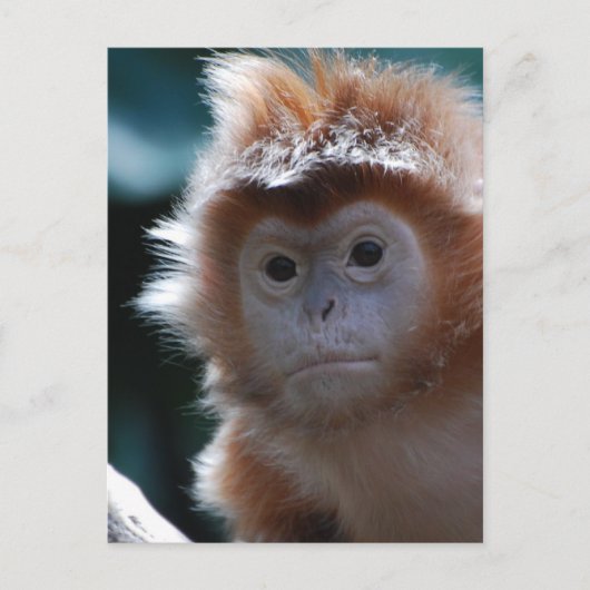 Niedlich Red Langur Monkey Postkarte (Vorderseite)