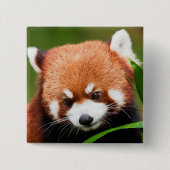 Niedlich Red Panda Button (Vorderseite)