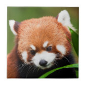 Niedlich Red Panda Fliese (Vorderseite)