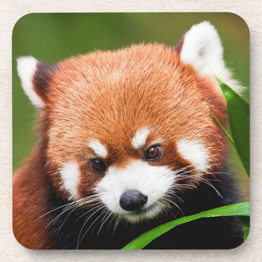 Niedlich Red Panda Getränkeuntersetzer (Vorderseite)