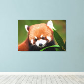 Niedlich Red Panda Leinwanddruck (Insitu (Holzboden))