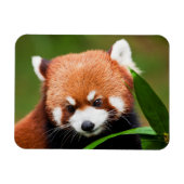 Niedlich Red Panda Magnet (Horizontal)