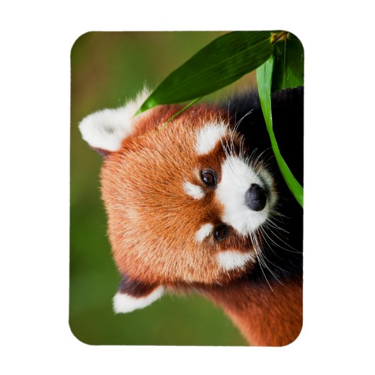 Niedlich Red Panda Magnet (Vertikal)