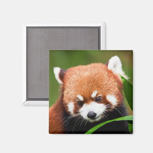 Niedlich Red Panda Magnet (Vorderseite/Rückseite)