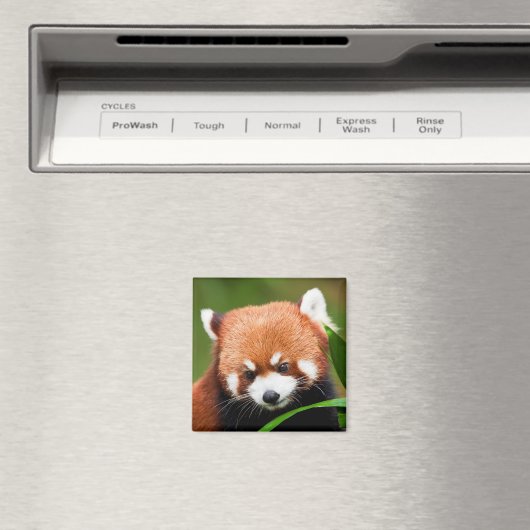 Niedlich Red Panda Magnet (In Situ (Geschirrspüler))
