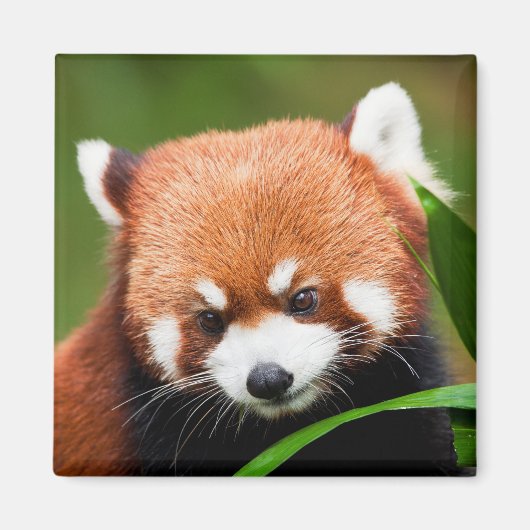 Niedlich Red Panda Magnet (Vorne)