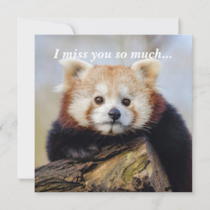 Niedlich Red Panda Miss Sie so viel