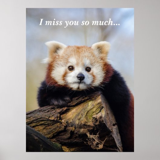 Niedlich Red Panda Miss Sie so viel Poster (Vorne)