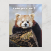 Niedlich Red Panda Miss Sie so viel