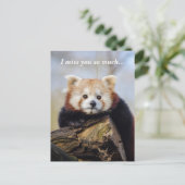 Niedlich Red Panda Miss Sie so viel Postkarte (Stehend Vorderseite)
