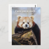 Niedlich Red Panda Miss Sie so viel Postkarte (Vorne/Hinten)