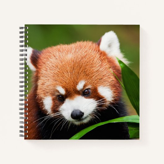 Niedlich Red Panda Notizblock (Vorderseite)