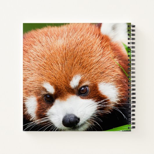Niedlich Red Panda Notizblock (Rückseite)