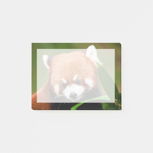 Niedlich Red Panda Post-it Klebezettel (Vorderseite)