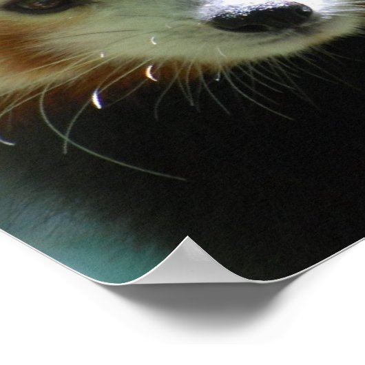 Niedlich Red Panda Poster (Ecke)