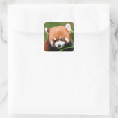 Niedlich Red Panda Quadratischer Aufkleber (Tasche)