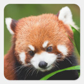 Niedlich Red Panda Quadratischer Aufkleber (Vorderseite)