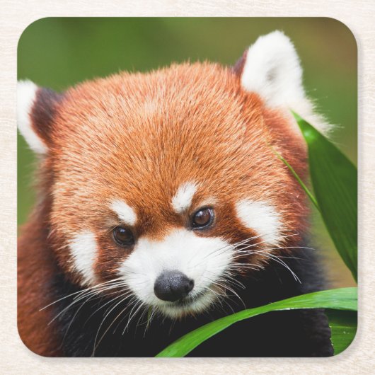 Niedlich Red Panda Rechteckiger Pappuntersetzer (Vorderseite)