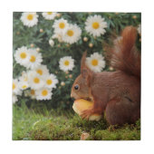 Niedlich Red Squirrel Daisies Keramik Tile Fliese (Vorderseite)