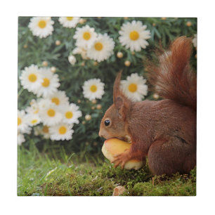 Niedlich Red Squirrel Daisies Keramik Tile Fliese
