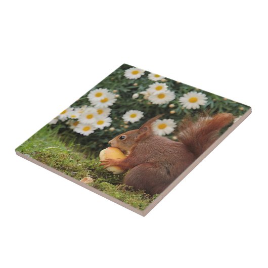 Niedlich Red Squirrel Daisies Keramik Tile Fliese (Seite)