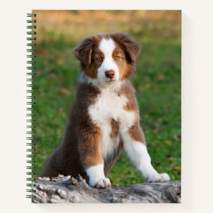Niedlich Red Tri Australian Shepherd Dog Puppy Fot Notizblock
