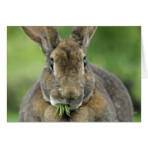 Niedlich Rex Bunny Rabbit Eating Fir Needles