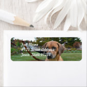 Niedlich Rhodesian Ridgeback (Insitu)