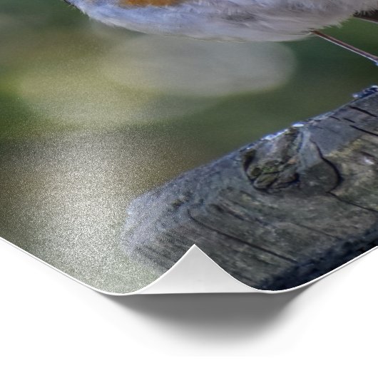 Niedlich Robin Fotodruck (Ecke)