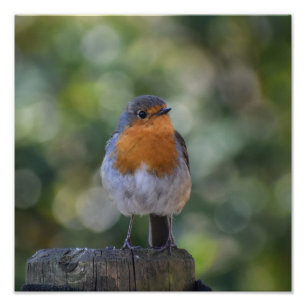 Niedlich Robin Fotodruck