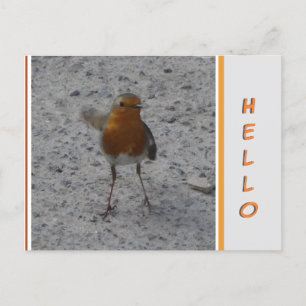 Niedlich Robin HELLO Postcard Postkarte