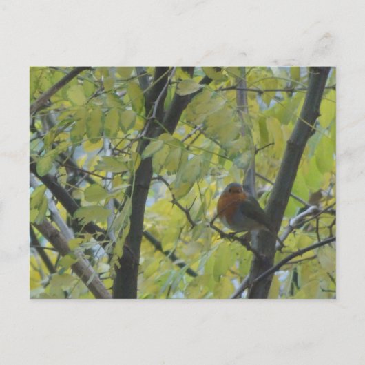 Niedlich Robin in Tree DIY Postcard Postkarte (Vorderseite)