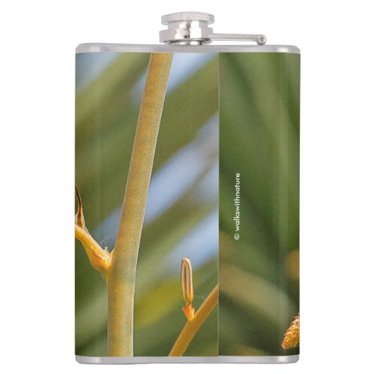 Niedlich Rufous Hummingbird auf der Blume Flachmann (Rückseite)