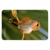 Niedlich Rufous Hummingbird auf der Blume Magnet (Horizontal)