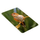 Niedlich Rufous Hummingbird auf der Blume Magnet (Rechte Seite)