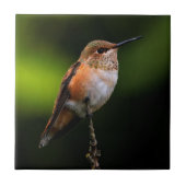 Niedlich Rufous Hummingbird auf Fruchtbaum Fliese (Vorderseite)