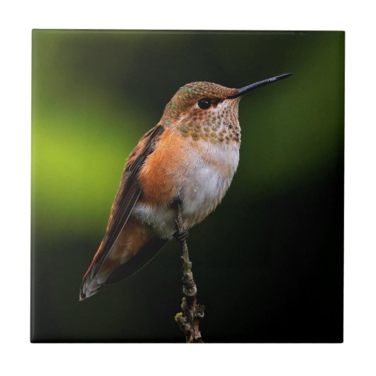 Niedlich Rufous Hummingbird auf Fruchtbaum Fliese (Vorderseite)