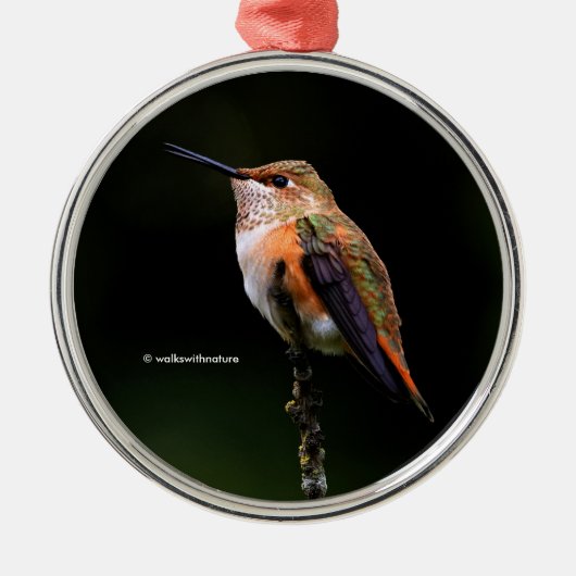 Niedlich Rufous Hummingbird auf Fruchtbaum Ornament Aus Metall (Vorne)