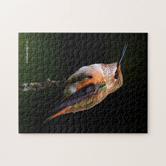 Niedlich Rufous Hummingbird auf Fruchtbaum Puzzle (Horizontal)