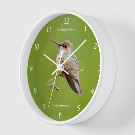 Niedlich Rufous Hummingbird zu California Lilac Uhr (Winkel)