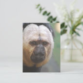 Niedlich Saki Monkey Postkarte (Stehend Vorderseite)