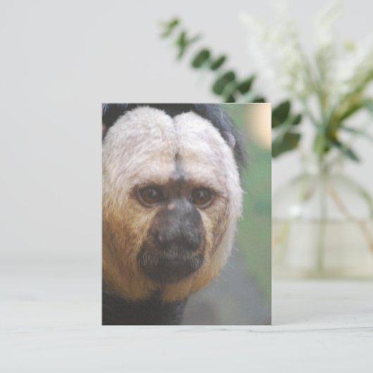 Niedlich Saki Monkey Postkarte (Stehend Vorderseite)