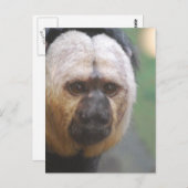 Niedlich Saki Monkey Postkarte (Vorne/Hinten)