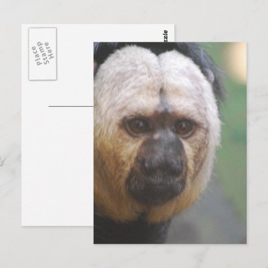 Niedlich Saki Monkey Postkarte (Vorne/Hinten)