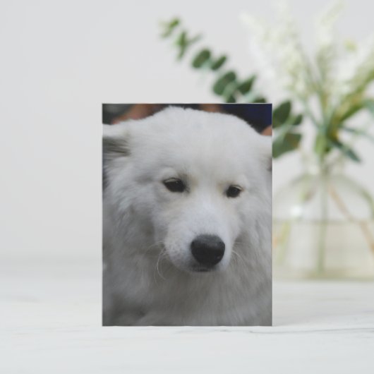 Niedlich Samoyed Postcard Postkarte (Stehend Vorderseite)