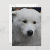 Niedlich Samoyed Postcard Postkarte (Vorne/Hinten)