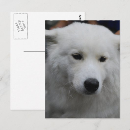 Niedlich Samoyed Postcard Postkarte (Vorne/Hinten)