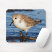Niedlich Sanderling Sandpiper Shorebird Wanders Be Mousepad (Mit Mouse)