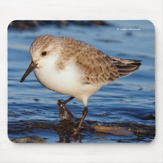 Niedlich Sanderling Sandpiper Shorebird Wanders Be Mousepad (Vorne)